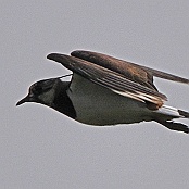 Northern Lapwing  "Vanellus vanellus"